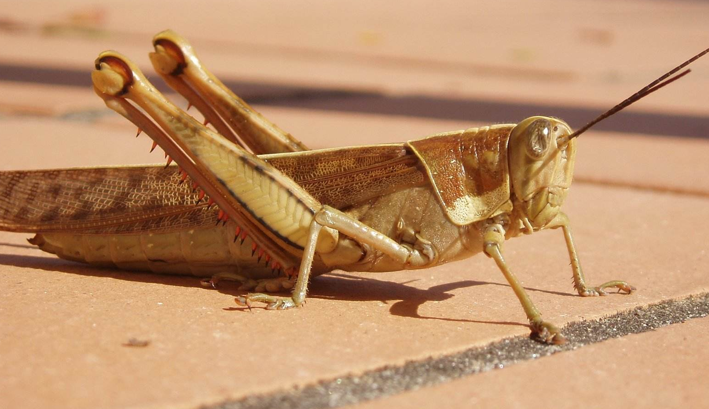 沙漠蝗蟲能吃嗎